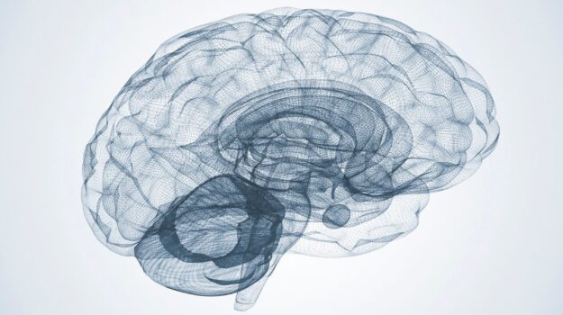 Grafik af hjerne